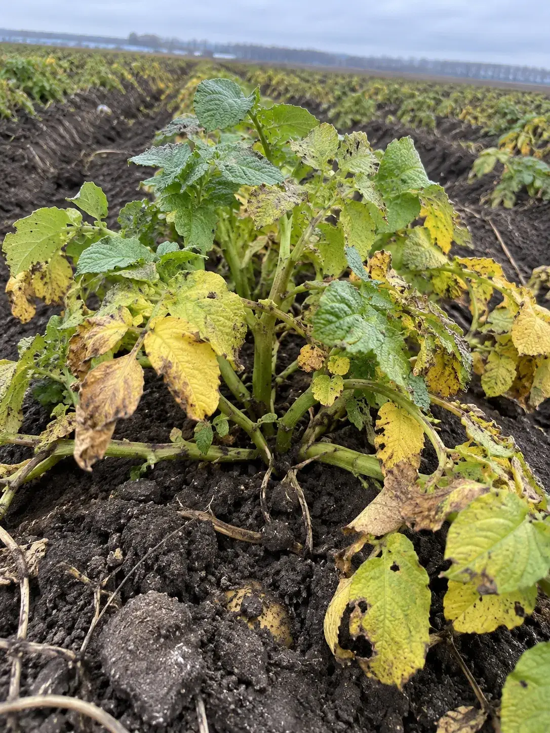 Сортування бульб за калібром